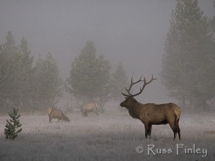 Bull Elk - Yellowstone NP