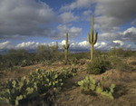 Saguaro Catus NP
