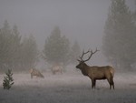Bull Elk - Yellowstone NP