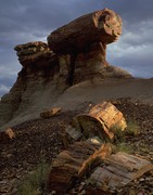 Petrified Forest NP