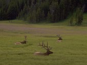 Bull Elk - Yellowstone NP
