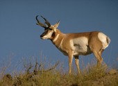 Pronghorn - Yellowstone NP